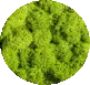 LOGO LICHEN DES BOIS