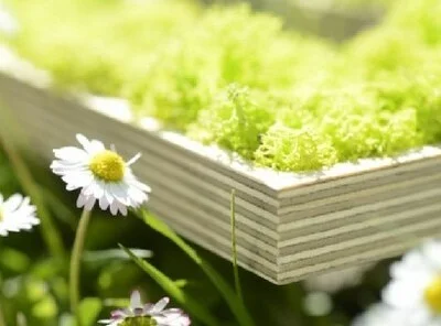 Logo végétal mousse naturelle pas cher support